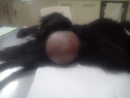 Toto bol PRUH trieslový u skoro 15 ročnej fenky.Nenechajte to zájsť až takto ďaleko prosím.... :(